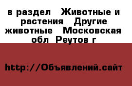  в раздел : Животные и растения » Другие животные . Московская обл.,Реутов г.